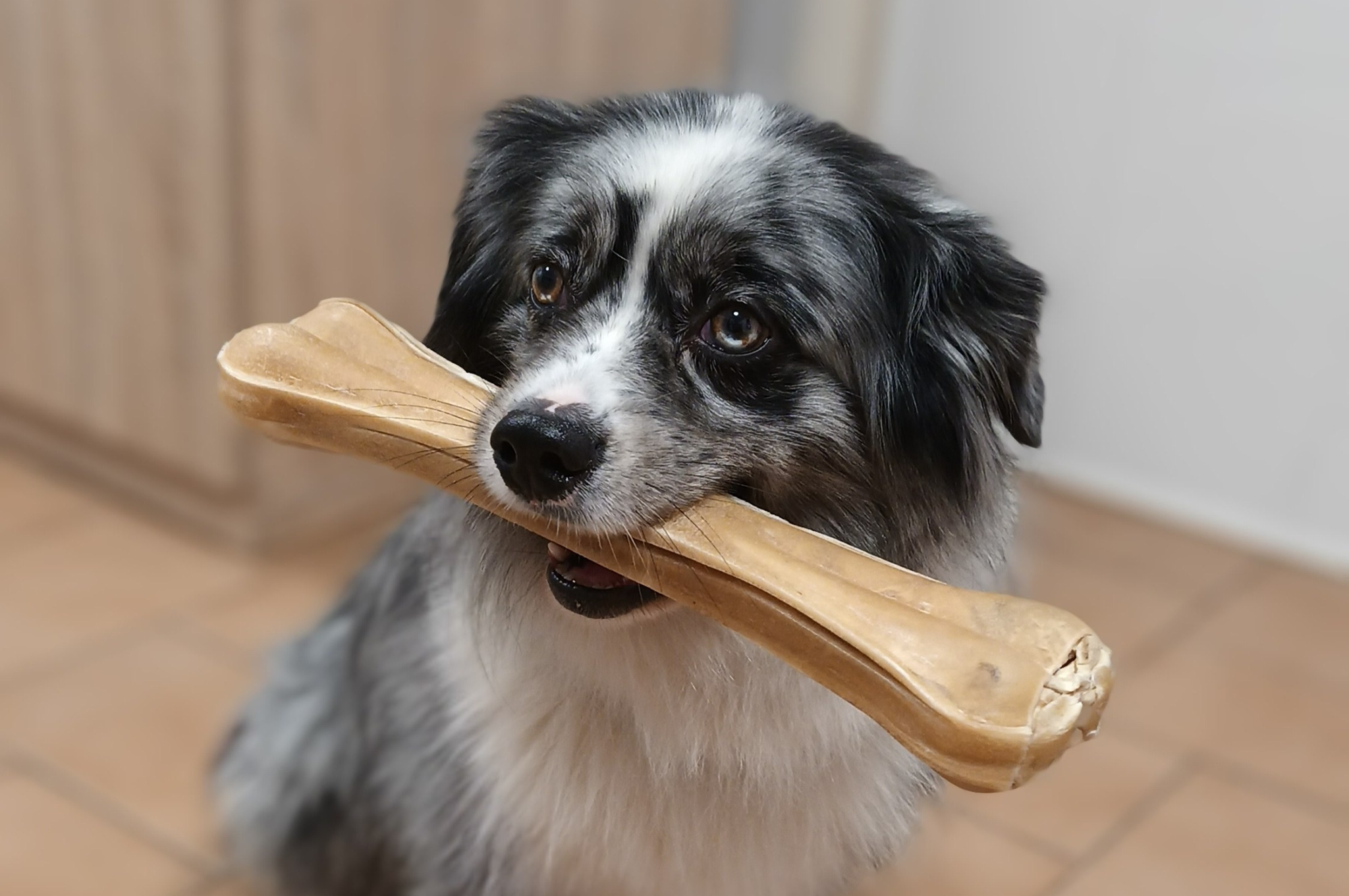 kost z byvolej kože